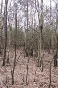 Działka leśna Gruszów Wielki-2