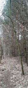 Działka leśna Gruszów Wielki-3
