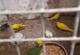 Modrolotki - Papuga Kozia