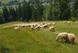 Działka rolna Zakopane, ul. Łosiówki