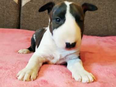 BULTERIER BULL TERRIER Bullterier pies suka szczeniak prawdziwy rodowód ZKwP FCI-1