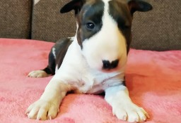 BULTERIER BULL TERRIER Bullterier pies suka szczeniak prawdziwy rodowód ZKwP FCI