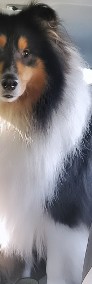 Reproduktor Owczarek szkocki collie Tricolor długowłosy -4