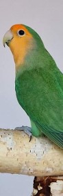 Nierozłączki czerwonoczelne młode do oswojenia jak i dojrzałe na  lęgi papuga -3