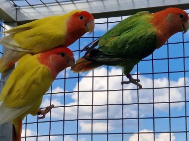 Nierozłączki czerwonoczelne młode do oswojenia jak i dojrzałe na  lęgi papuga -1