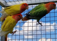 Nierozłączki czerwonoczelne młode do oswojenia jak i dojrzałe na  lęgi papuga 