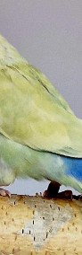 Nierozłączki czerwonoczelne młode do oswojenia jak i dojrzałe na  lęgi papuga -4