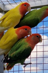 Nierozłączki czerwonoczelne młode do oswojenia jak i dojrzałe na  lęgi papuga -2