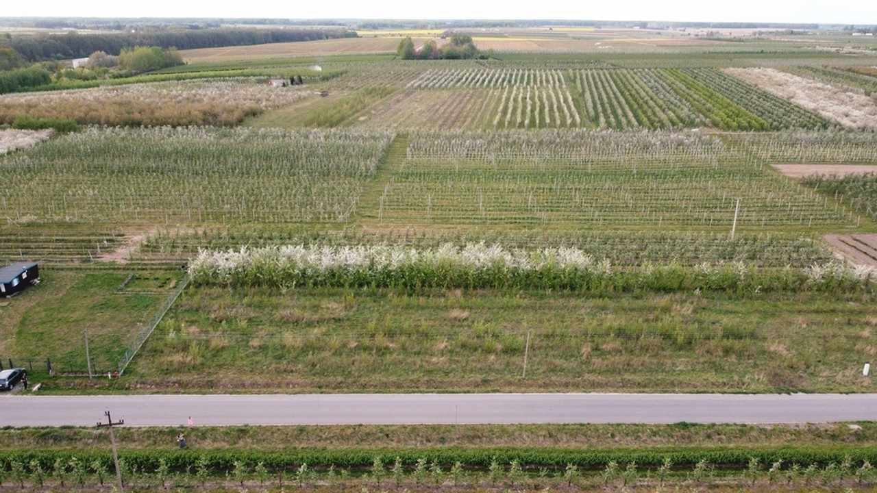 Cisza, natura, sady | działka gm. Biała Rawska – pohled 5