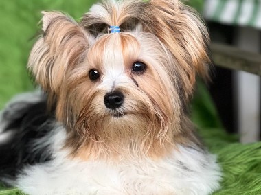 Karinio Biewer Yorkshire Terrier - samiec york-1