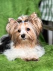 Karinio Biewer Yorkshire Terrier - samiec york