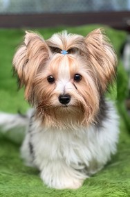 Karinio Biewer Yorkshire Terrier - samiec york-2