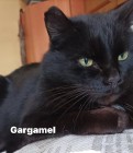 Gargamel szuka domu z innym kotem
