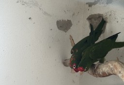 Papugi Konury Maskowe 