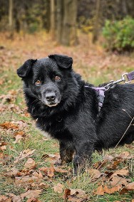 Malutki, młody, cały czarny BILBO pilnie szuka kochającego domu! :) -2