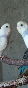 Papużki faliste nimfy i nierozłączki czerwonoczelne -4
