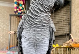 Super oswojone afrykańskie szare papugi