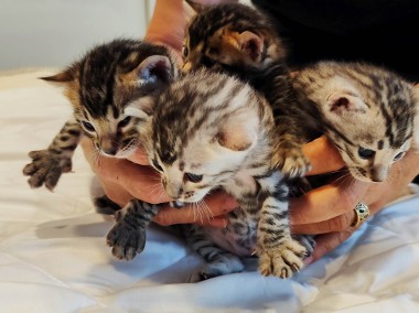 Koty bengalskie Małe na sprzedaż 2 srebrne i ciemny-Lokicatus*PL  Felis-1