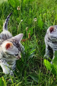 Koty bengalskie Bliźniaki srebrne Bengale rodowód FIFe -2
