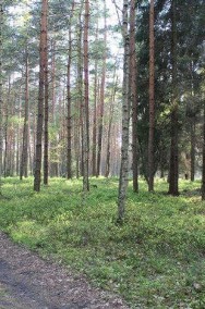 Działka leśna 1.62 ha - Mikołeska-2
