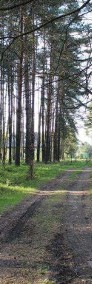 Działka leśna 1.62 ha - Mikołeska-3