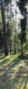Działka leśna 1.62 ha - Mikołeska-4