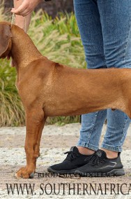 Rhodesian ridgeback pies standardowy FCI ZKwP-2