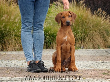 Rhodesian ridgeback pies standardowy FCI ZKwP-1