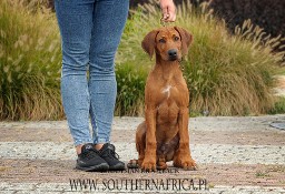 Rhodesian ridgeback pies standardowy FCI ZKwP