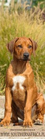 Rhodesian ridgeback pies standardowy FCI ZKwP-3