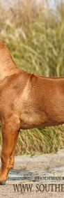 Rhodesian ridgeback pies standardowy FCI ZKwP-4