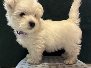 śliczne szczenięta west highland white terrier-1