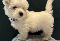 śliczne szczenięta west highland white terrier