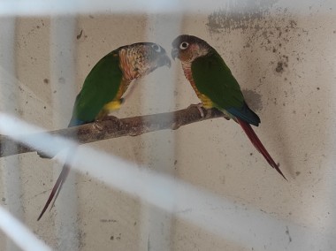 Papugi rudosterki zielonolice -1