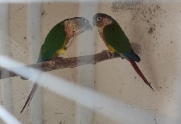 Papugi rudosterki zielonolice 