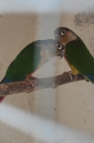 Papugi rudosterki zielonolice -2