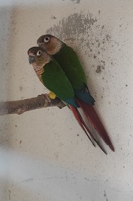 Papugi rudosterki zielonolice -3