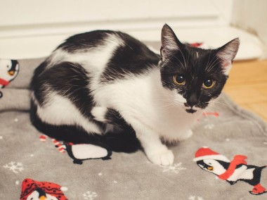Kiri-delikatna, wrażliwa 9-miesięczna koteczka czeka na swój dom-1