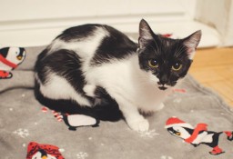Kiri-delikatna, wrażliwa 9-miesięczna koteczka czeka na swój dom