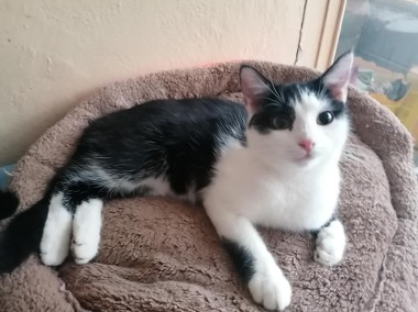 Tosia - młodziutka, urocza koteczka czeka na adopcję-1
