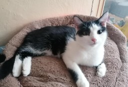 Tosia - młodziutka, urocza koteczka czeka na adopcję