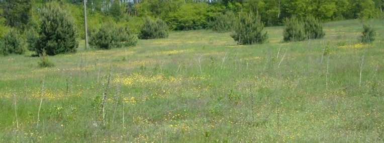 Działka budowlana Drużbice-1