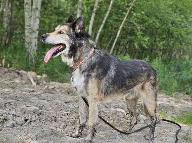 Piękny wielkopies Nanuk szuka spokojnej przystani-1