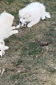 Samoyed / Samojed szczeniak-2