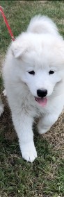 Samoyed / Samojed szczeniak-3