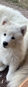 Samoyed / Samojed szczeniak-4