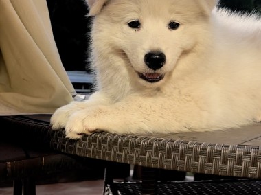 Samoyed / Samojed szczeniak-1