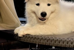 Samoyed / Samojed szczeniak