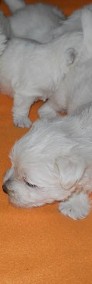 Sprzedam West Highland White Terrier z rodowodem FCI-4