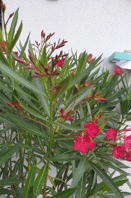 Oleander czerwony ogromny krzew-2